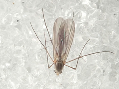 Exechia fusca