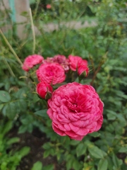 Rosa