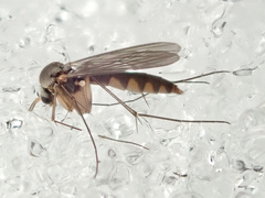 Exechia fusca