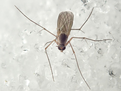 Exechia fusca