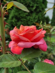 Rosa