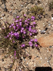 Drosanthemum macrocalyx