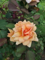 Rosa