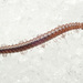 Craspedosoma rawlinsii - Photo (c) Иван Матершев, algunos derechos reservados (CC BY-NC), subido por Иван Матершев