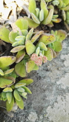 Crassula swaziensis
