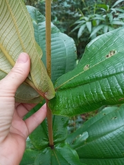Miconia impetiolaris