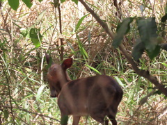 Nesotragus moschatus