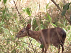 Nesotragus moschatus