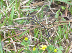 Phanogomphus oklahomensis