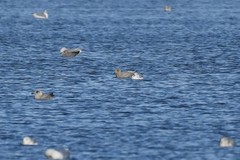 Larus glaucoides kumlieni