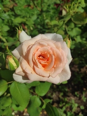 Rosa