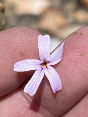 Jamesbrittenia aspalathoides