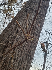 Toxicodendron radicans