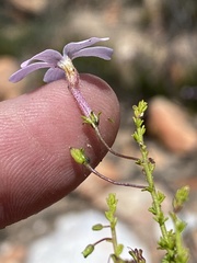 Jamesbrittenia aspalathoides