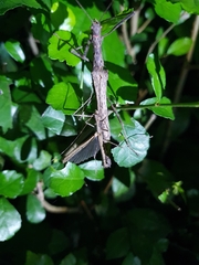 Trachythorax maculicollis