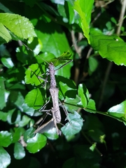 Trachythorax maculicollis