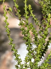 Jamesbrittenia aspalathoides