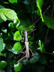 Trachythorax maculicollis