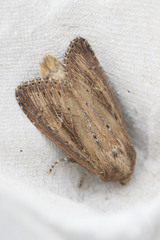 Nonagria typhae