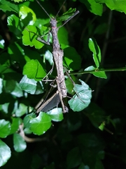Trachythorax maculicollis
