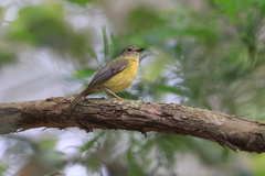 Cryptillas victorini