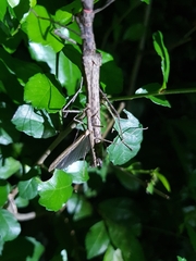 Trachythorax maculicollis