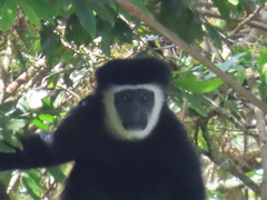 Colobus caudatus