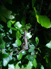 Trachythorax maculicollis
