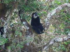 Colobus caudatus