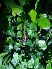 Trachythorax maculicollis