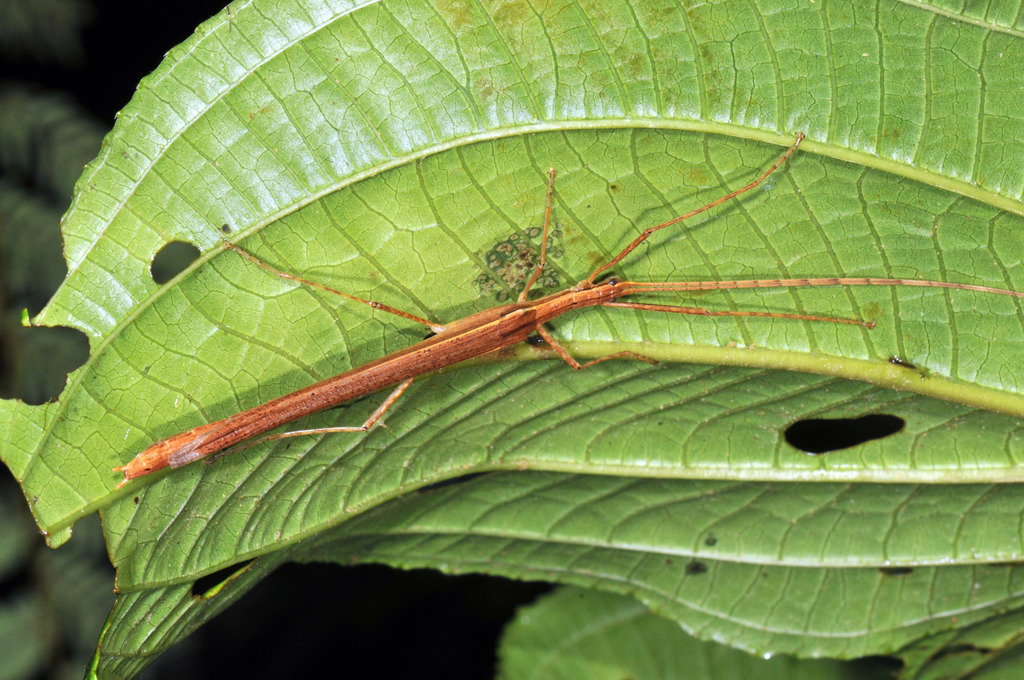 Holca proxima