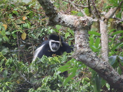 Colobus caudatus