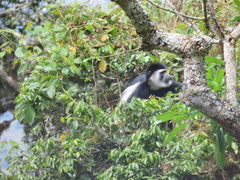 Colobus caudatus