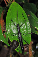 Paranisomorpha