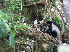 Colobus caudatus