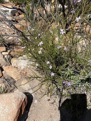 Jamesbrittenia aspalathoides