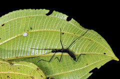 Paranisomorpha