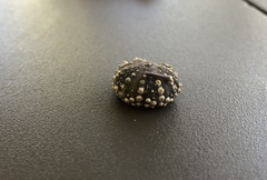 Echinometra lucunter