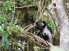Colobus caudatus