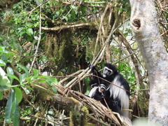 Colobus caudatus