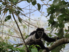 Colobus caudatus