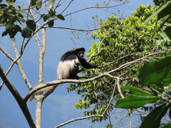 Colobus caudatus