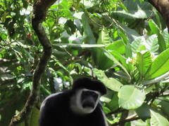 Colobus caudatus