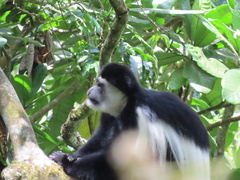 Colobus caudatus