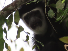 Colobus caudatus