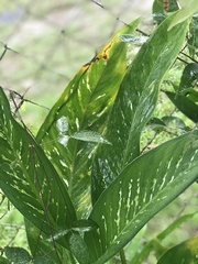 Dieffenbachia seguine
