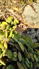 Crassula swaziensis