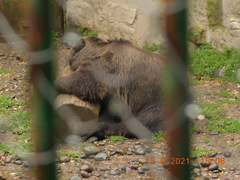 Ursus arctos