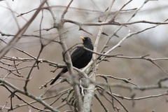 Turdus merula