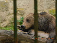 Ursus arctos